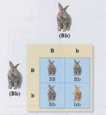 Transcribed worksheet dihybrid crosses unit 3 genetics answer key webmartme 294721. Biology 09 Flashcards Quizlet