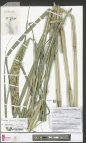 Image result for Phacelurus gabonensis