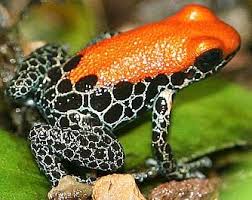 Poison Dart Frogs The Most Poisonous Of All Animals Poison Dart Frogs Dart Frog Poison Frog