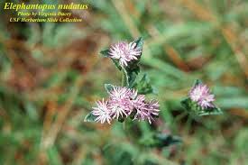 Image result for Elephantopus