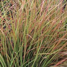 Image result for Schizachyrium brevifolium