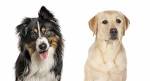 The Australian Shepherd Lab Mix (Some Surprising Facts)