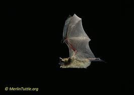 I need to prevent defender from starting after reboot this does not work anymore because of the ms introduced defender tamper. Pesticide Addiction How Bats Can Help Bat Conservation And Management Inc
