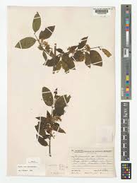 Image result for Psydrax livida