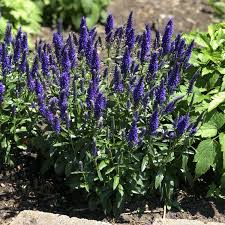MAGIC SHOW® 'Wizard of Ahhs' Veronica