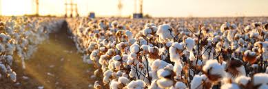 Why are there fewer cotton farmers in us? New To Farming Cotton Establishment Tips From A Cotton Expert