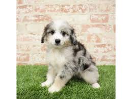 Browse the largest, most trusted source of mini aussiedoodle puppies for sale. Aussiedoodle Dog Female Blue Merle 2717261 Petland Pets Puppies Chicago Illinois