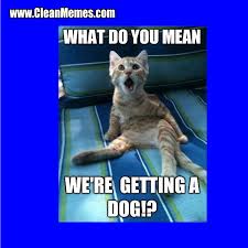 Thank you for visiting my website. Cat Memes Page 16 Clean Memes