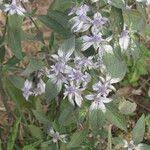 Image result for Haumaniastrum