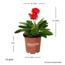 Image result for Gerbera