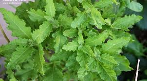 Image result for Dysphania