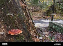 Image result for Phellinus gilvus