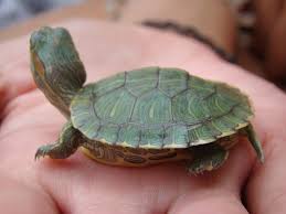 Pet Turtles That Stay Small And Look Cute Forever Pet Ponder