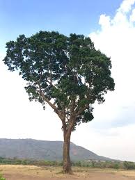 Image result for Entandrophragma