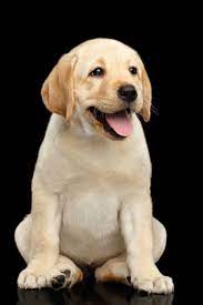 Developed in the 1860s to be swimmers & retrievers, these pups love doing both of those things! Golden Labrador Retriever Puppies Online Shopping