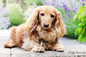 Your children will love you even more than they already do when you bring one of our. English Cream Dachshund 8 Facts That Will Make You Think Dogarea