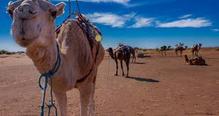 A number of companies offer camel trips. 4 Days Camel Trekking Morocco Desert By Desertbrise Travel Code 4dct Tourradar