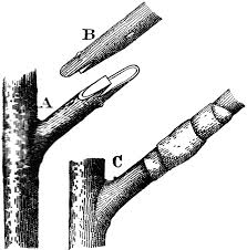 Tongue Grafting | ClipArt ETC