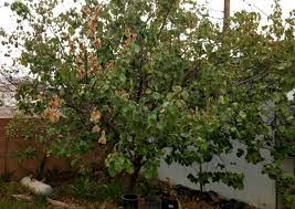 It started fruiting the first spring. Arizona Gardeners Selecting Deciduous Fruit Trees For Desert Climates Home And Hearth Pinalcentral Com