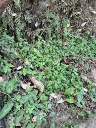 Image result for Droguetia iners