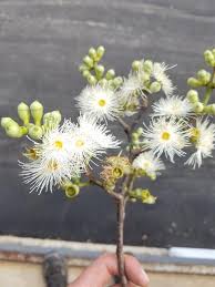 Image result for Eucalyptus torelliana