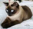Siamese Kittens For Sale In Virginia