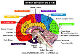 Image result for detailed illustration of human brain