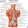 The muscles in the medial compartment adduct the thigh. 1