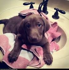 See more ideas about kitchen design, kitchen remodel, kitchen. 37 Dogs N Sinks Ideas Cute Dogs Dogs Puppies