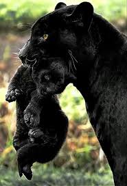 The dark color, called melansim, is due to a recessive gene. 150 Black Leopards Ideas Wild Cats Big Cats Animals Wild