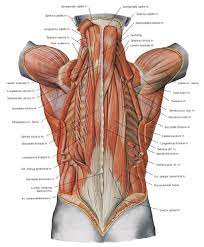 Right side back pain is typical and is generally set off when the muscles are. Pin On Kermenis