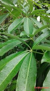 Image result for Chasmanthera