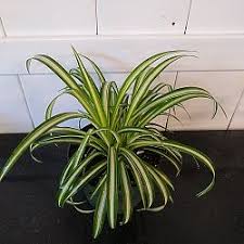 Image result for Chlorophytum pauper