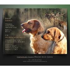 Image result for štýrský brakýř