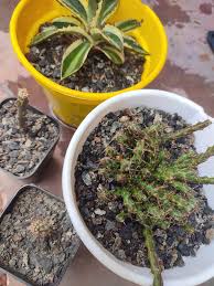 Image result for Phyllanthus caespitosus