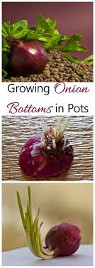 Onions grow best in rich soft soil or loam. Growing Onion Bottoms Fun Recycling Garden Project