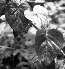 Image result for Erythrococca kirkii