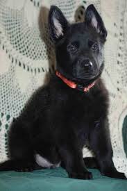 Very stunning german shepherd puppies!! Black German Shepherd Puppies Ohio Petsidi