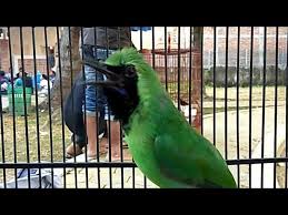 Masteran cucak ijo full tembakan. Download Cucak Ijo Njambul Ngentrok Teler Mp3 Mp4 3gp Flv Download Lagu Mp3 Gratis