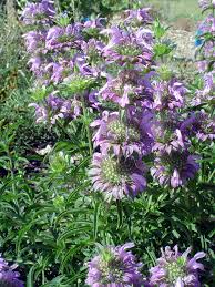 Image result for Motandra paniculata