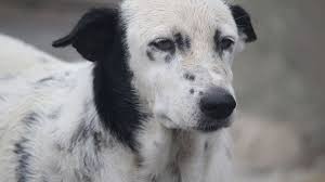 Prostate cancer is one of the few prostate conditions you can see in castrated dogs. Signs Of Prostate Cancer In Dogs Dog Discoveries