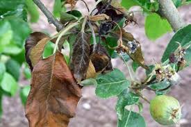 Fireblight ganon is one of the monsters in the legend of zelda: Some Tips To Prepare For The Fire Blight Season Fruit Growers News