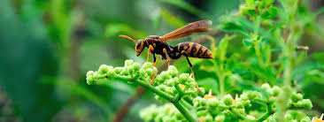 Like other forms of bug bombs, they are intended to be set and then left for several hours so that the toxins can reduce the wasp population effectively. The 3 Wasps To Watch For This Summer Summertime Wasp Prevention