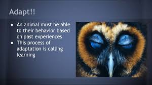 I just buried a tupperware bowl. Response To Environment Ppt Download