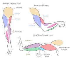Muscles are groups of cells in the body that have the ability to contract and relax. Human Anatomy Fundamentals Muscles And Other Body Mass