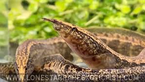 Image result for Macrotyloma ellipticum