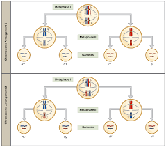 Homologous pair of chromosomes meaning. The Law Of Independent Assortment Article Khan Academy