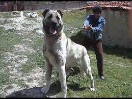 sivas kangal dog kangal kopegi kopek hayvan