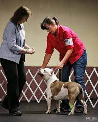 Kitchen & dining room chairs sale ends in 10 days! Coonhound News 2021 Winter Classic Bench Show Judge Announcement United Kennel Club Ukc