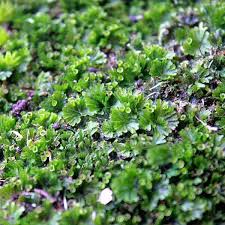 Image result for Crepidomanes